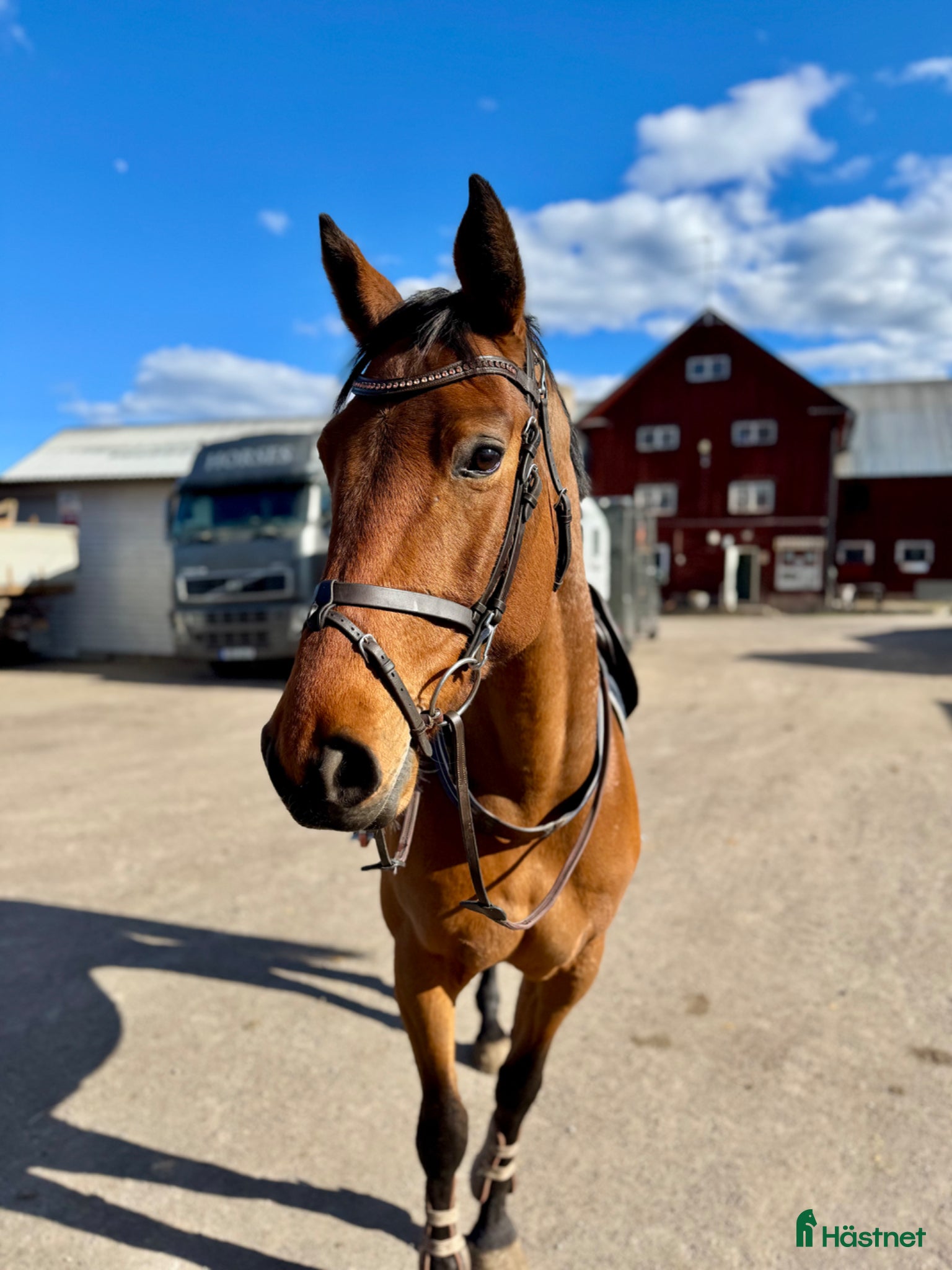  hästar 5årigt fölsto - Annons 10