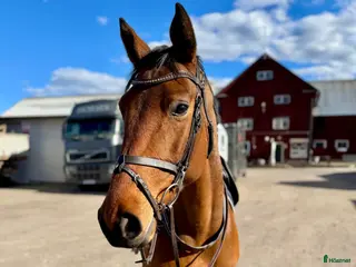 hästar 5årigt fölsto - Annons 10