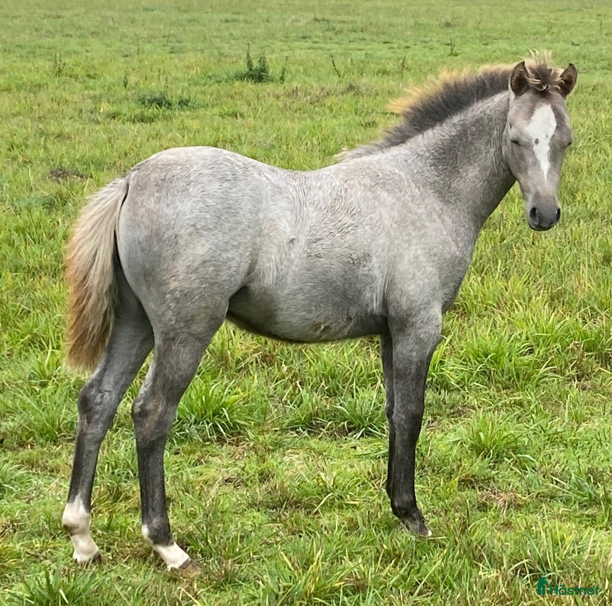 hästar Stoföl i Ljungbyholm - Annons 8