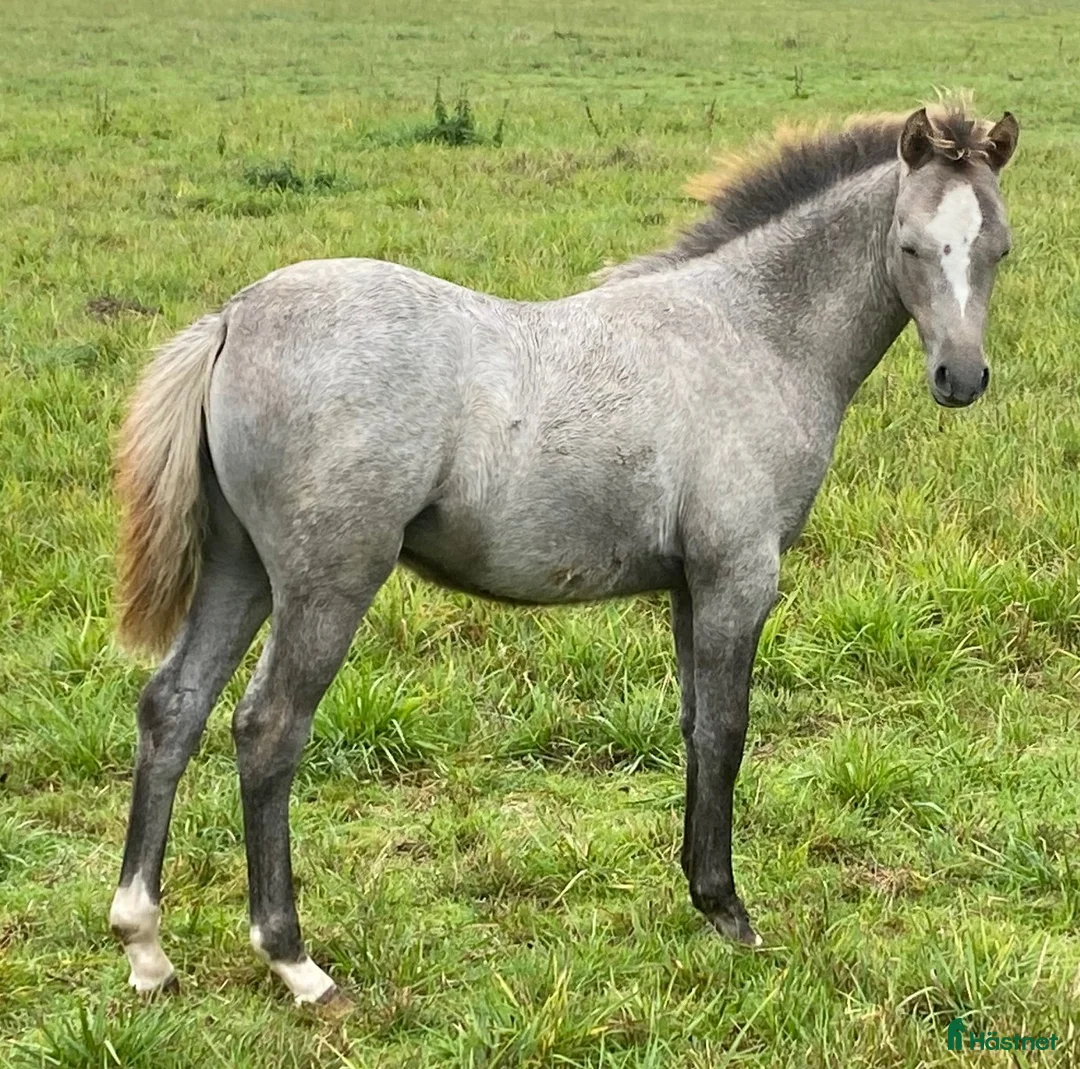 Allround hästar till salu: Stoföl i Ljungbyholm - Annons 1