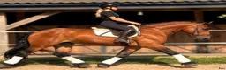 Allround hästar till salu: Fantastic fairytale horse - Annons 9