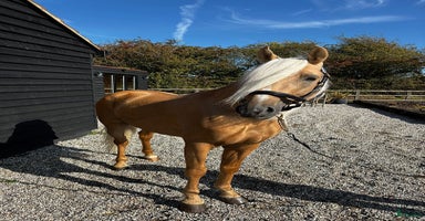  hästar Fantastisk Allround Andalusier-Valack i Nossebro - Annons 3