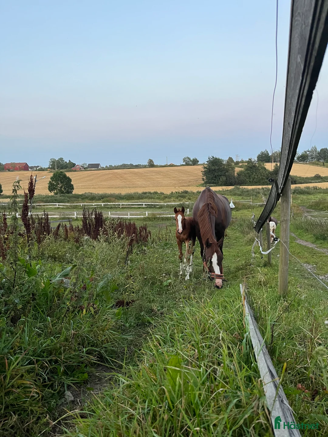 Dressyr hästar till salu: Føll til salgs - Annons 3