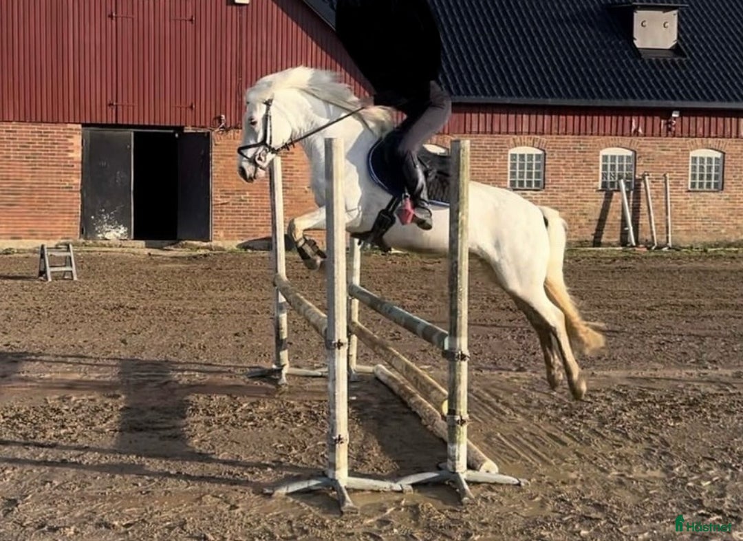 Allround hästar till salu: Connemarakorsning söker bästavän  i Eksjö - Annons 2