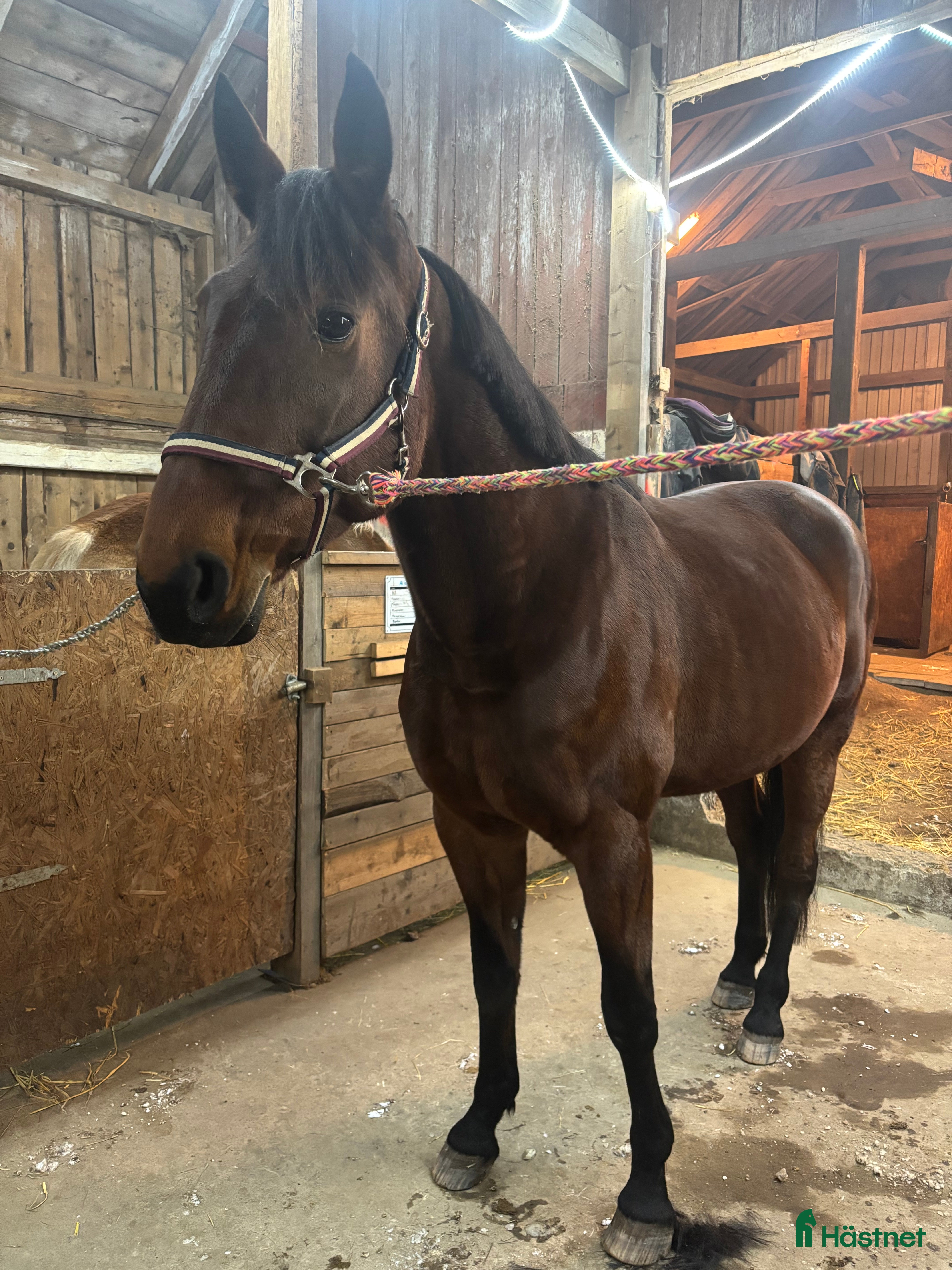  hästar Sto söker nytt hem  i Åtvidaberg - Annons 13