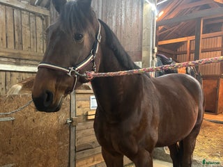 hästar Sto söker nytt hem i Åtvidaberg - Annons 13