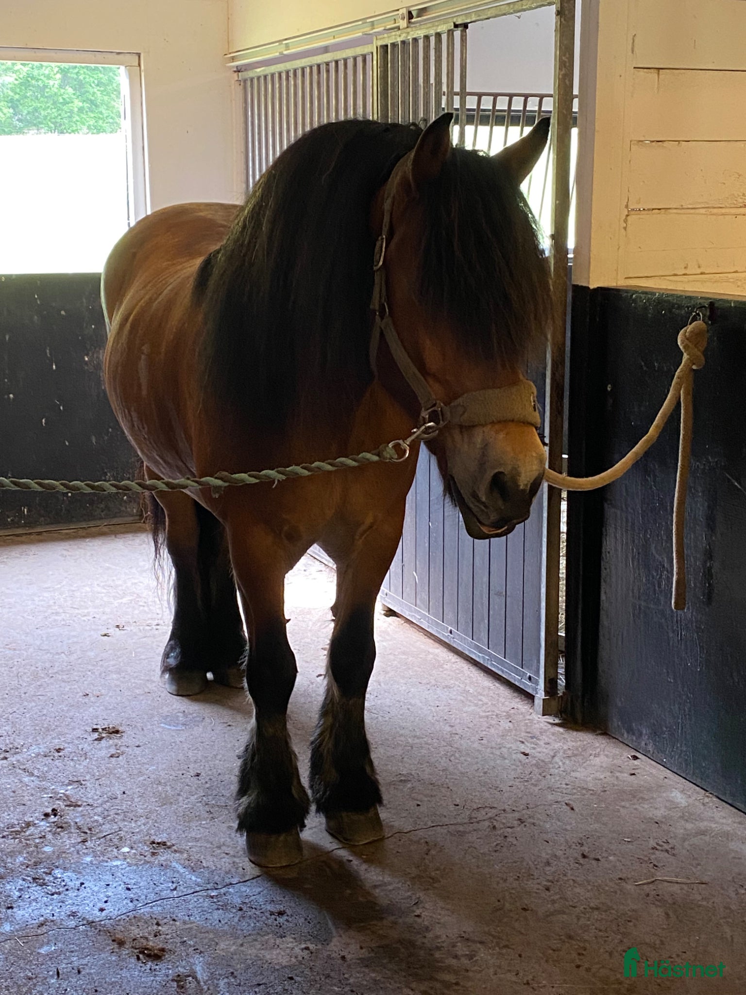  hästar Skogsmulle  - Annons 11