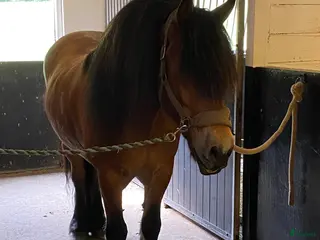 hästar Skogsmulle - Annons 11