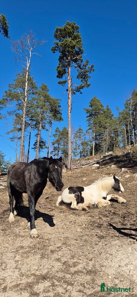 stallplats finnes: Stallplats i Tullinge för lättfödd ponny/häst - Annons 3