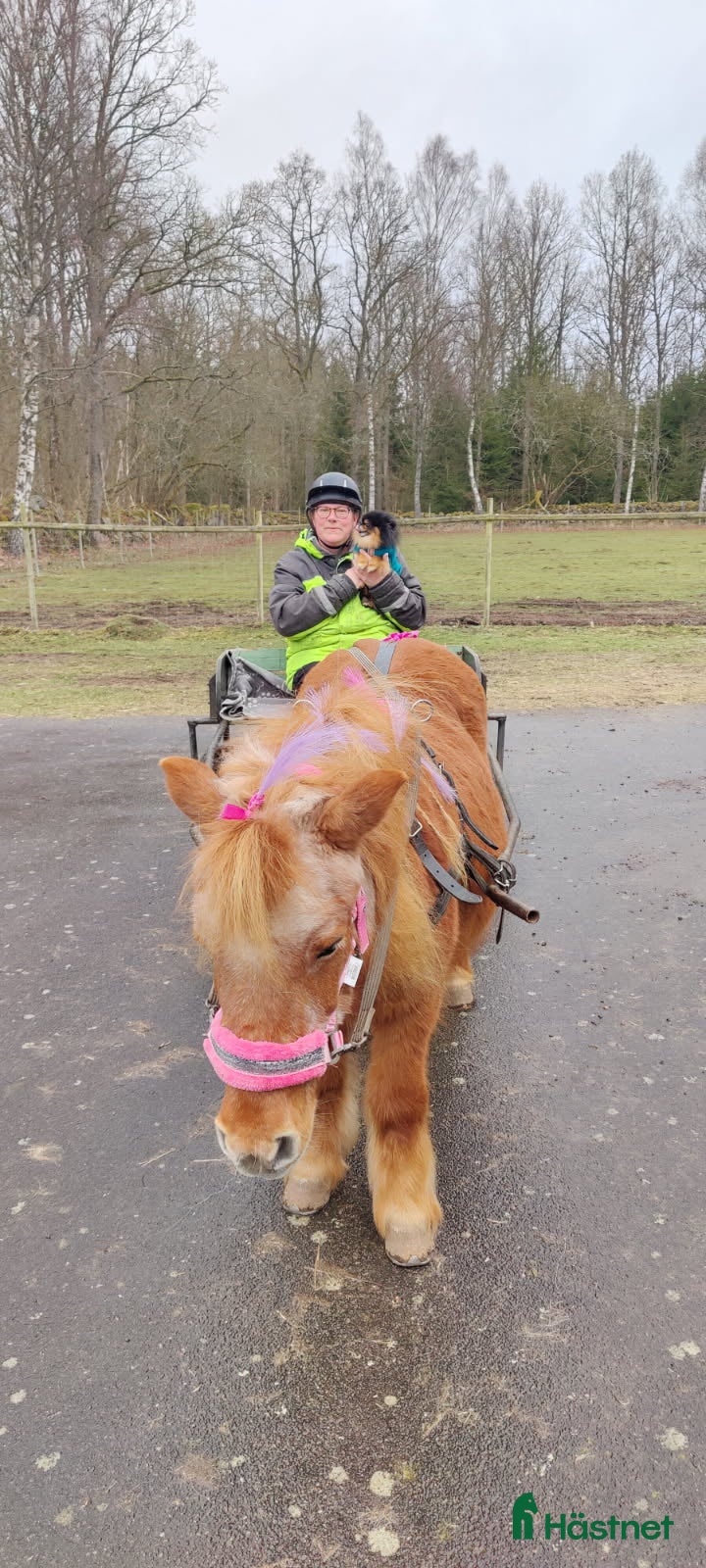  foderhäst Körponny sökes på foder  - Annons 5