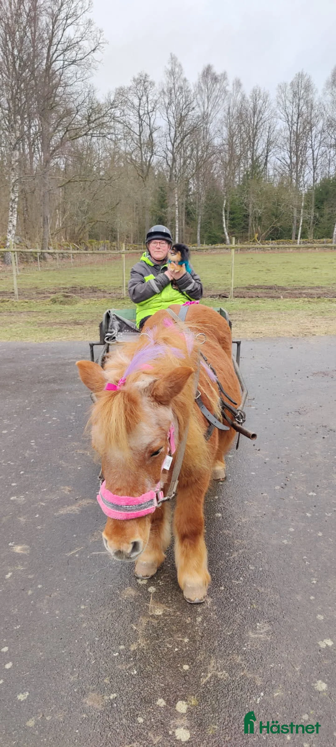  foderhäst sökes: Körponny sökes på foder  i Tollarp - Annons 1