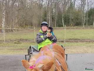 foderhäst Körponny sökes på foder - Annons 5