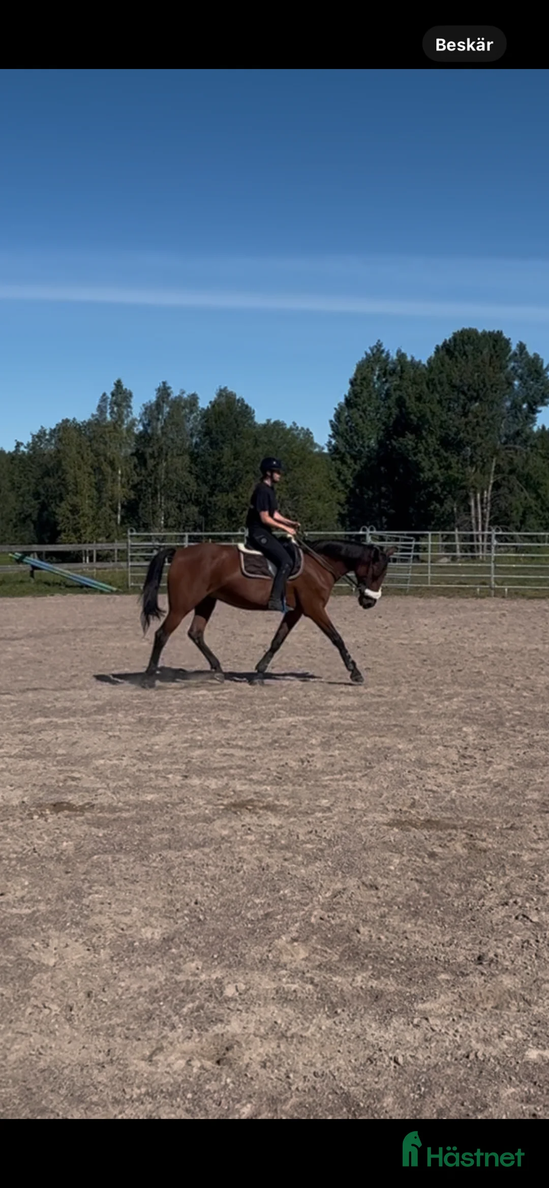 Allround hästar till salu: Trevligt varmblodsto med fin personlighet  - Annons 2