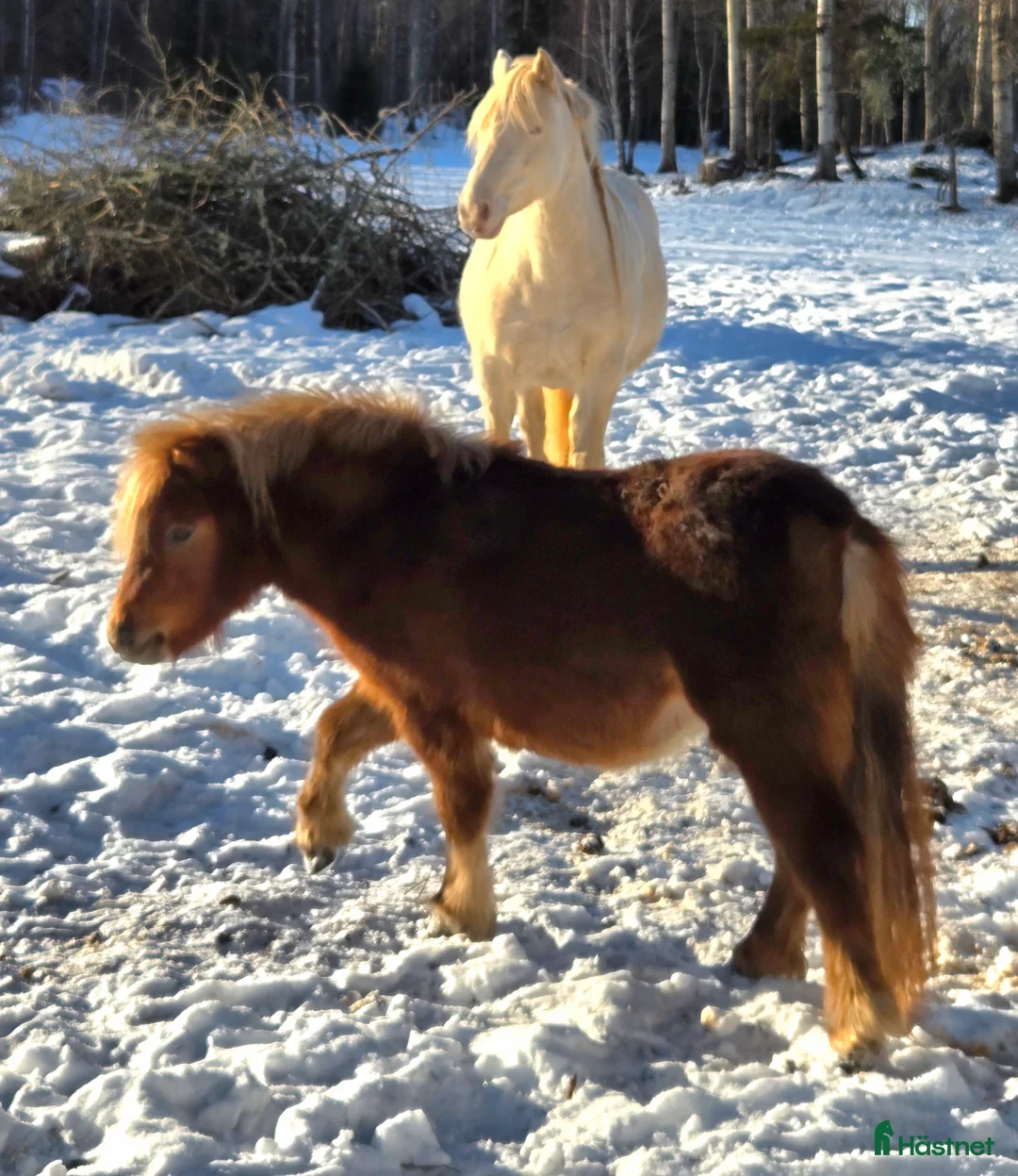 Utställning hästar till salu: Sötaste 2-åringen! i Ärla - Annons 2