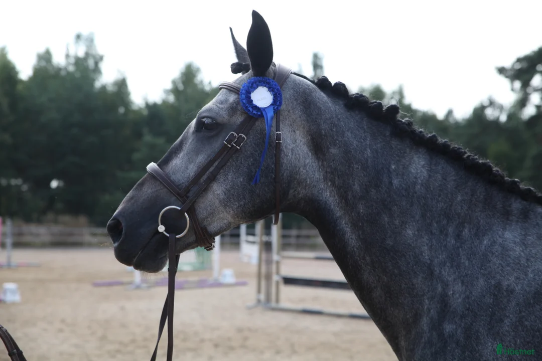 Avelshästar hästar till salu: Vackert avelssto  - Annons 2