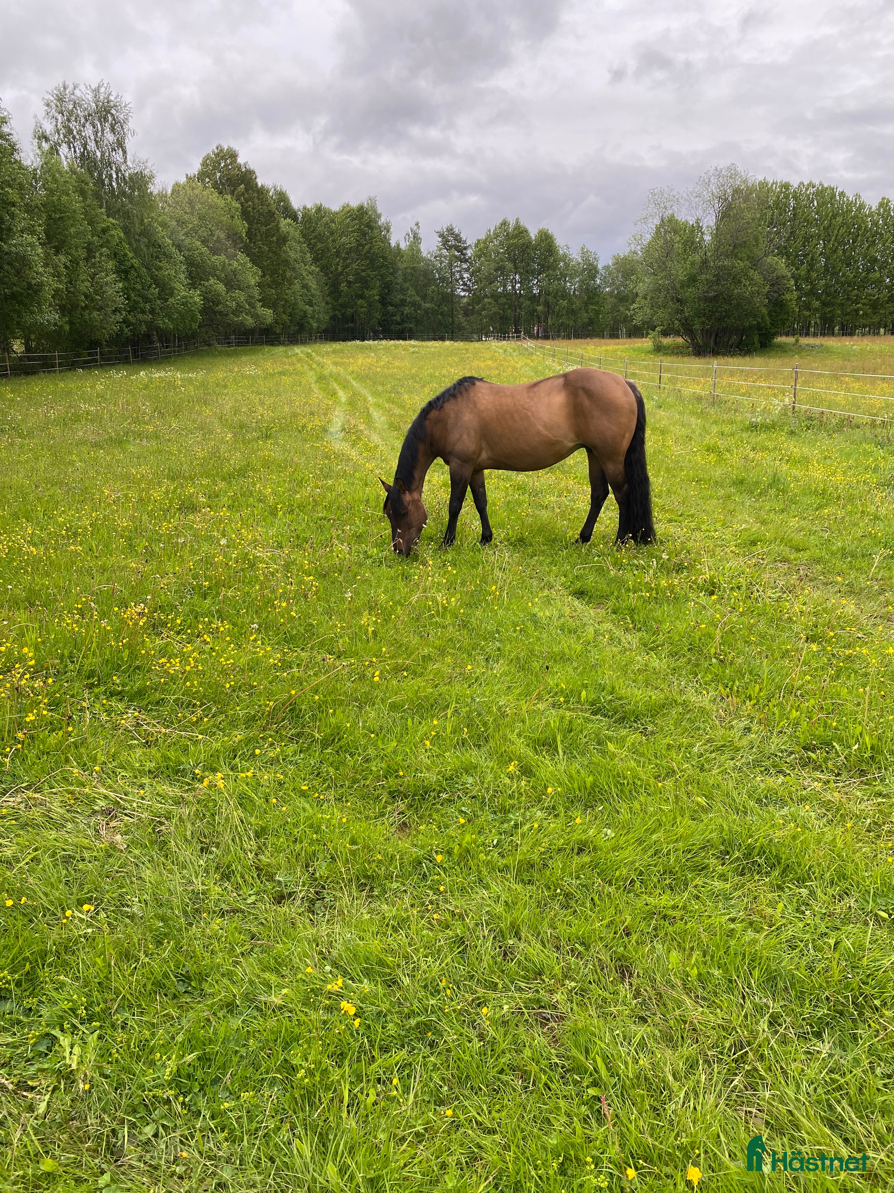  hästar Avelssto säljes i Mora - Annons 12