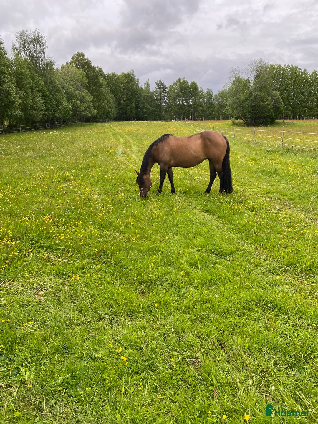 Western hästar till salu: Avelssto säljes i Mora - Annons 1