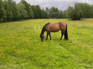 hästar Avelssto säljes i Mora - Annons 12