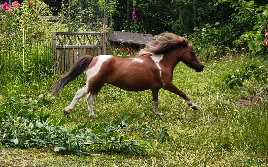 Allround hästar till salu: Amerikanskt miniatyr sto 7 år i Tjällmo - Annons 1