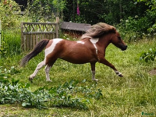 hästar Amerikanskt miniatyr sto 7 år i Tjällmo - Annons 6