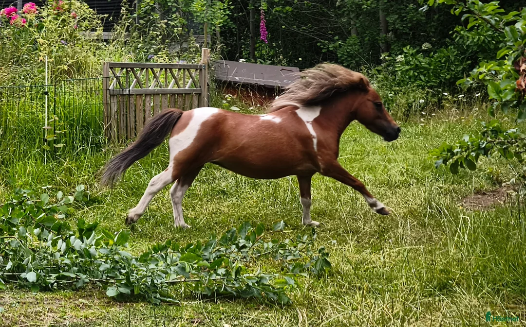 Allround hästar till salu: Amerikanskt miniatyr sto 7 år i Tjällmo - Annons 1