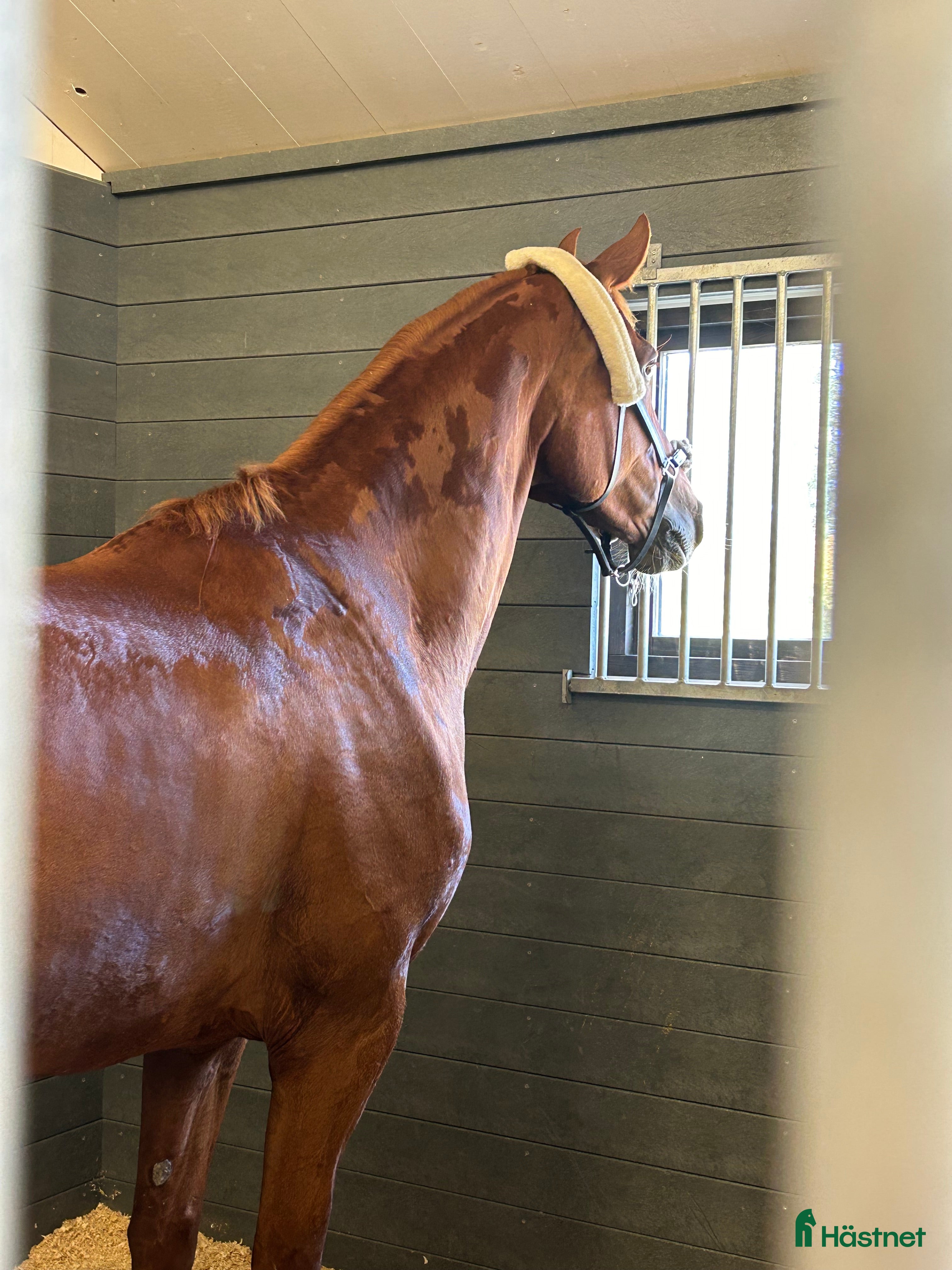  hästar Konvalescens Sto e Sankterik 7 år  i Örebro - Annons 12