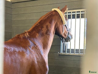 hästar Konvalescens Sto e Sankterik 7 år i Örebro - Annons 1