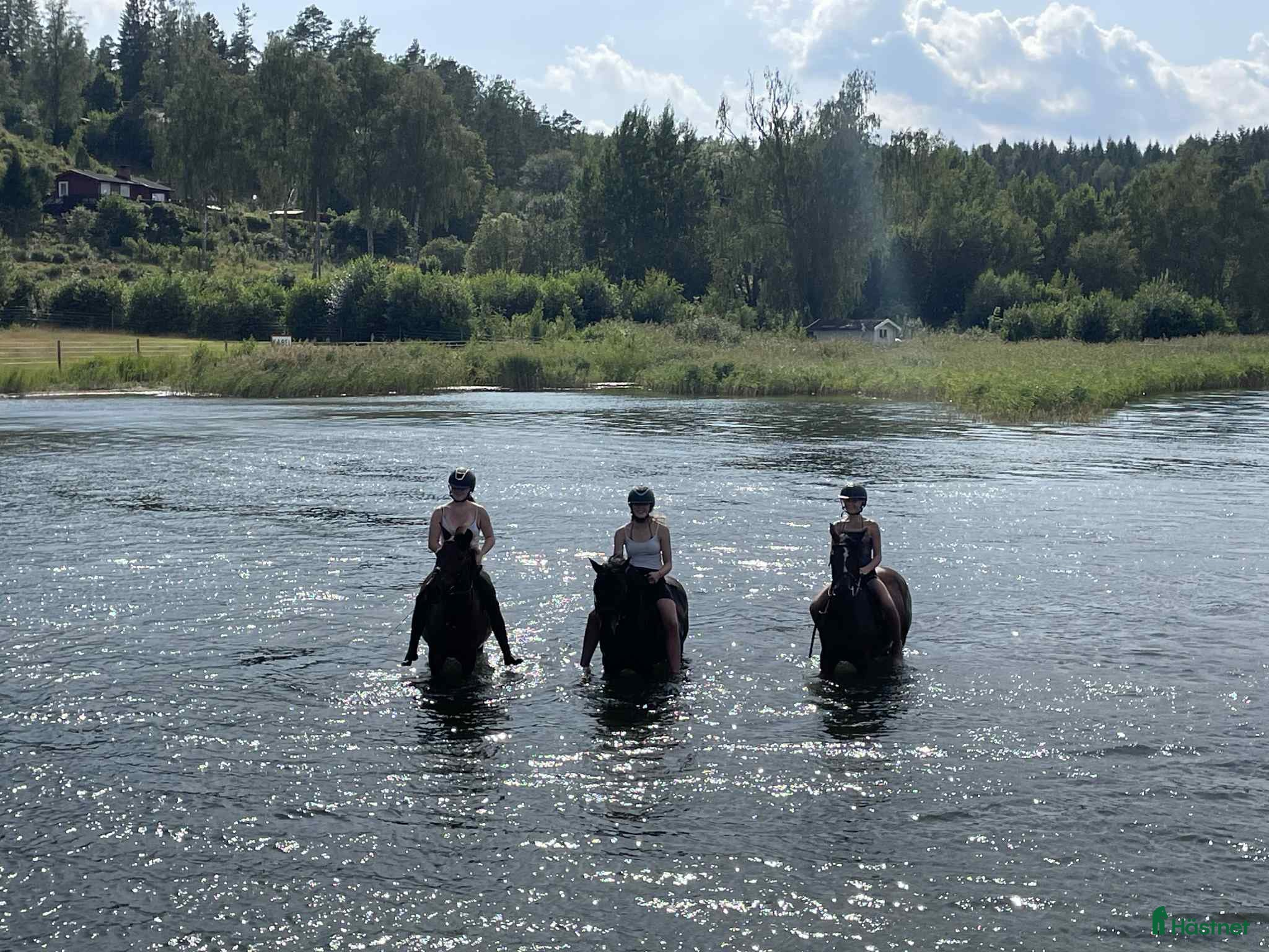 medryttarhäst finnes: Sommarhäst på Södertörn Ryttarcenter - Annons 2
