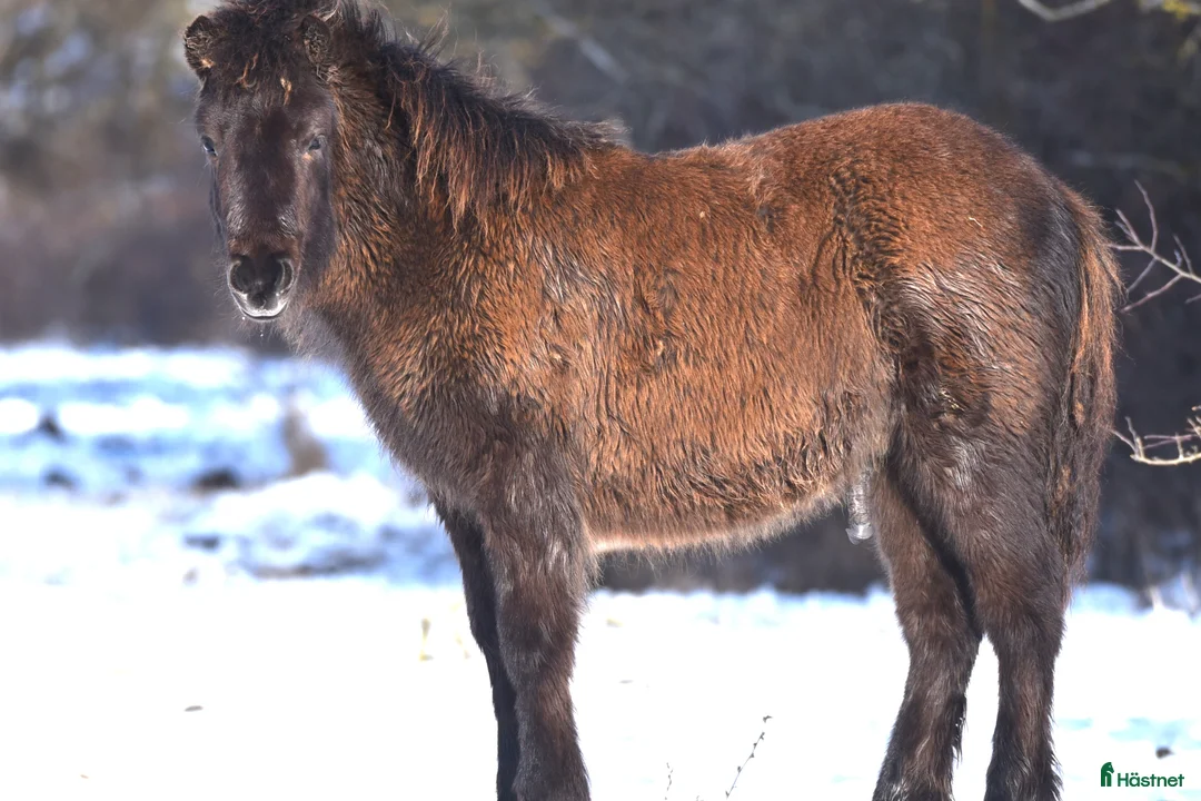Island hästar till salu: Hingst född 2025 - Annons 5