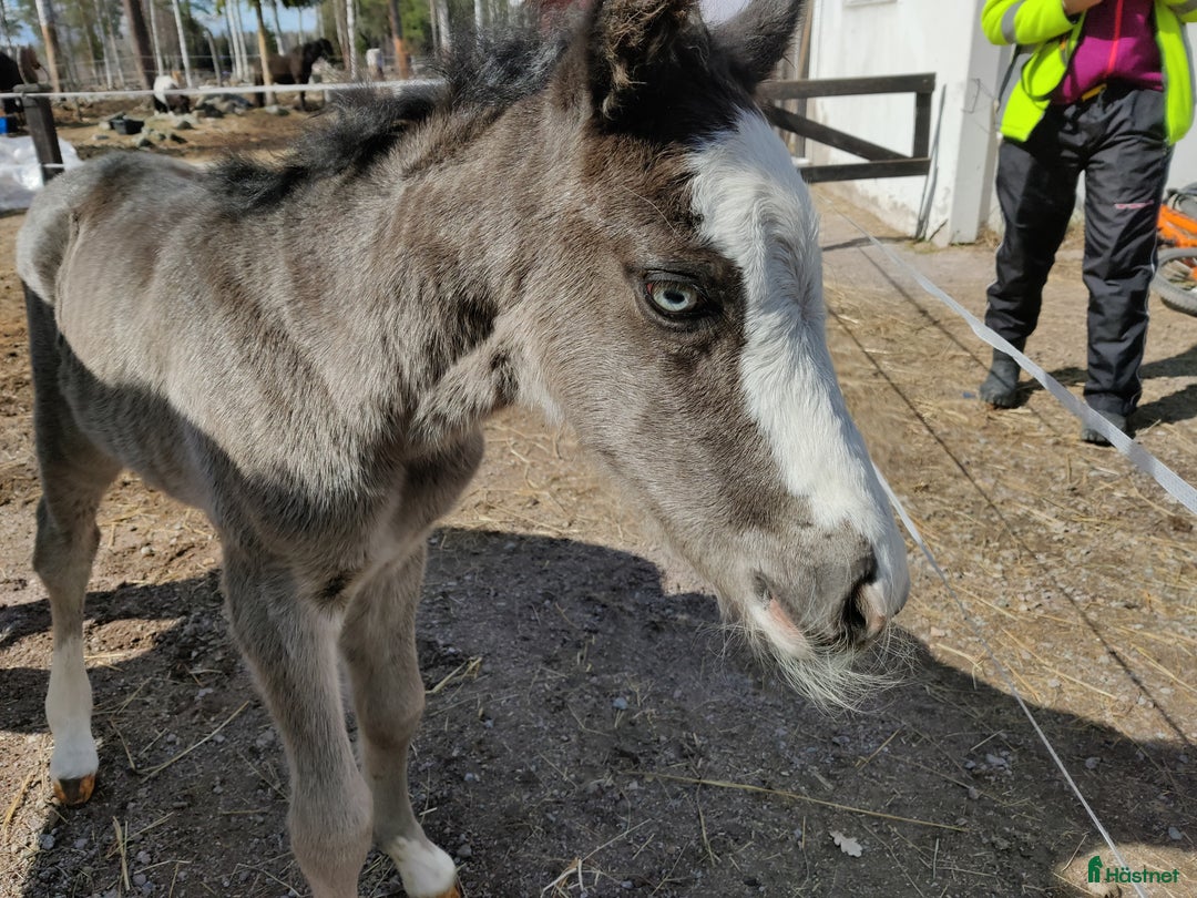 Allround hästar till salu: Vackraste tjejen i Kungsgården - Annons 9