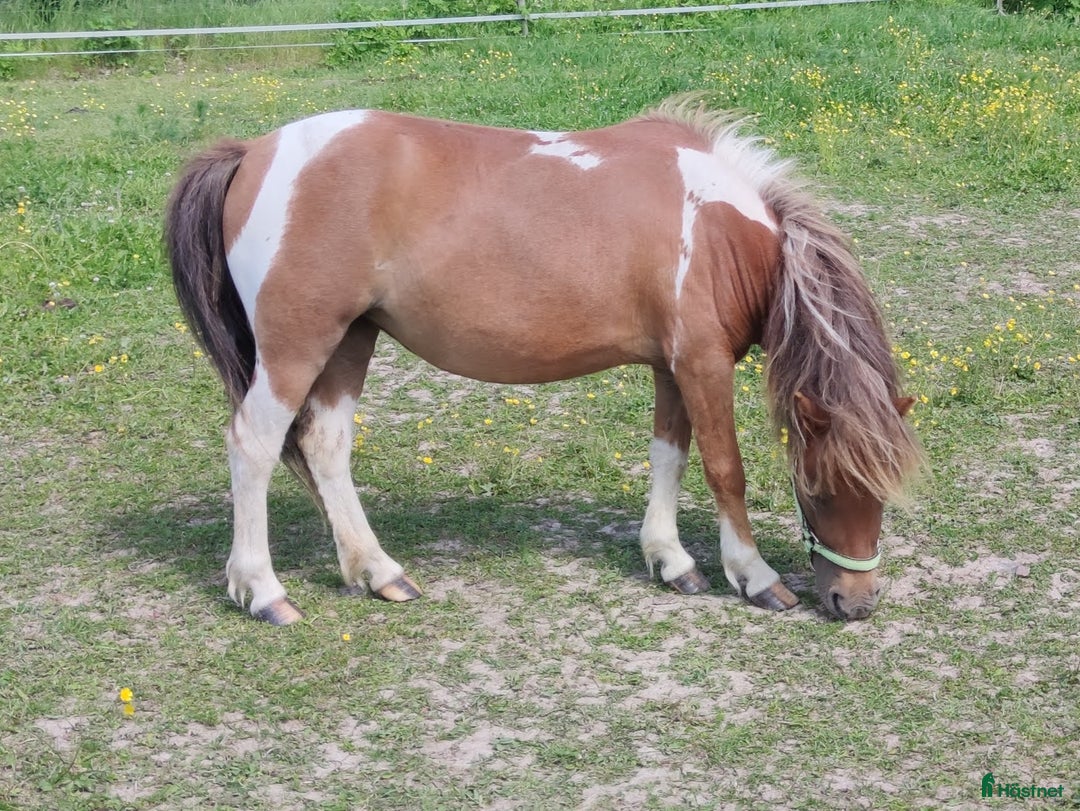 Allround hästar till salu: Amerikanskt miniatyr sto 7 år i Tjällmo - Annons 6