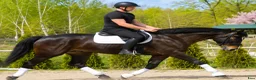 Allround hästar till salu: Premium Allrounder- dressage, driving, jumping - Annons 6