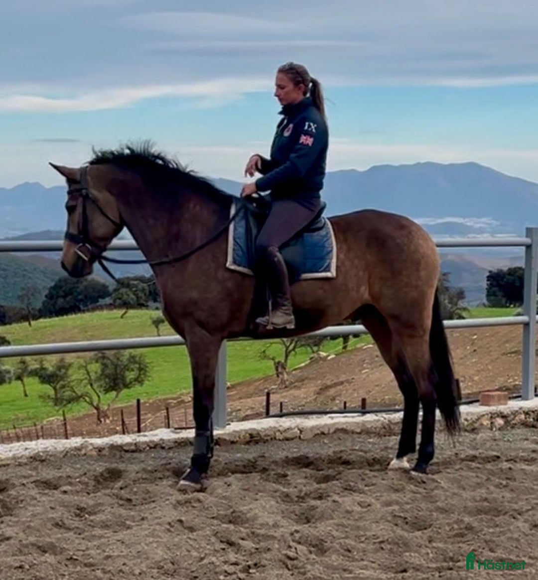 Dressyr hästar till salu: Snäll och trygg valack i Coín - Annons 1