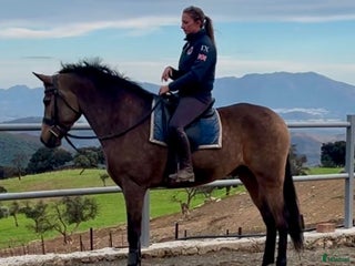 Dressyr hästar till salu: Snäll och trygg valack i Coín - Annons 1