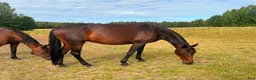 Sällskap hästar till salu: Avelssto eller ridhäst/gårdshäst i Njurunda - Annons 3