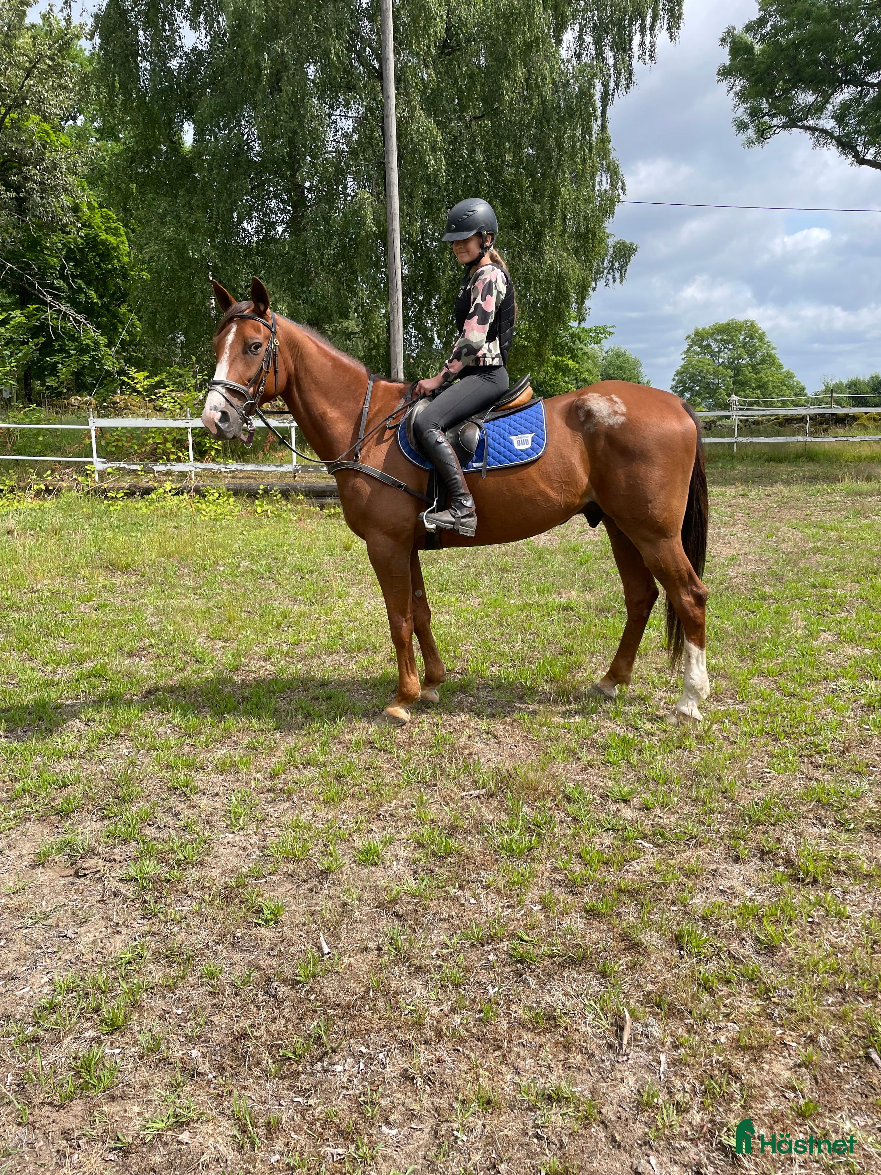  hästar Snäll ridtravare i Hindås - Annons 21