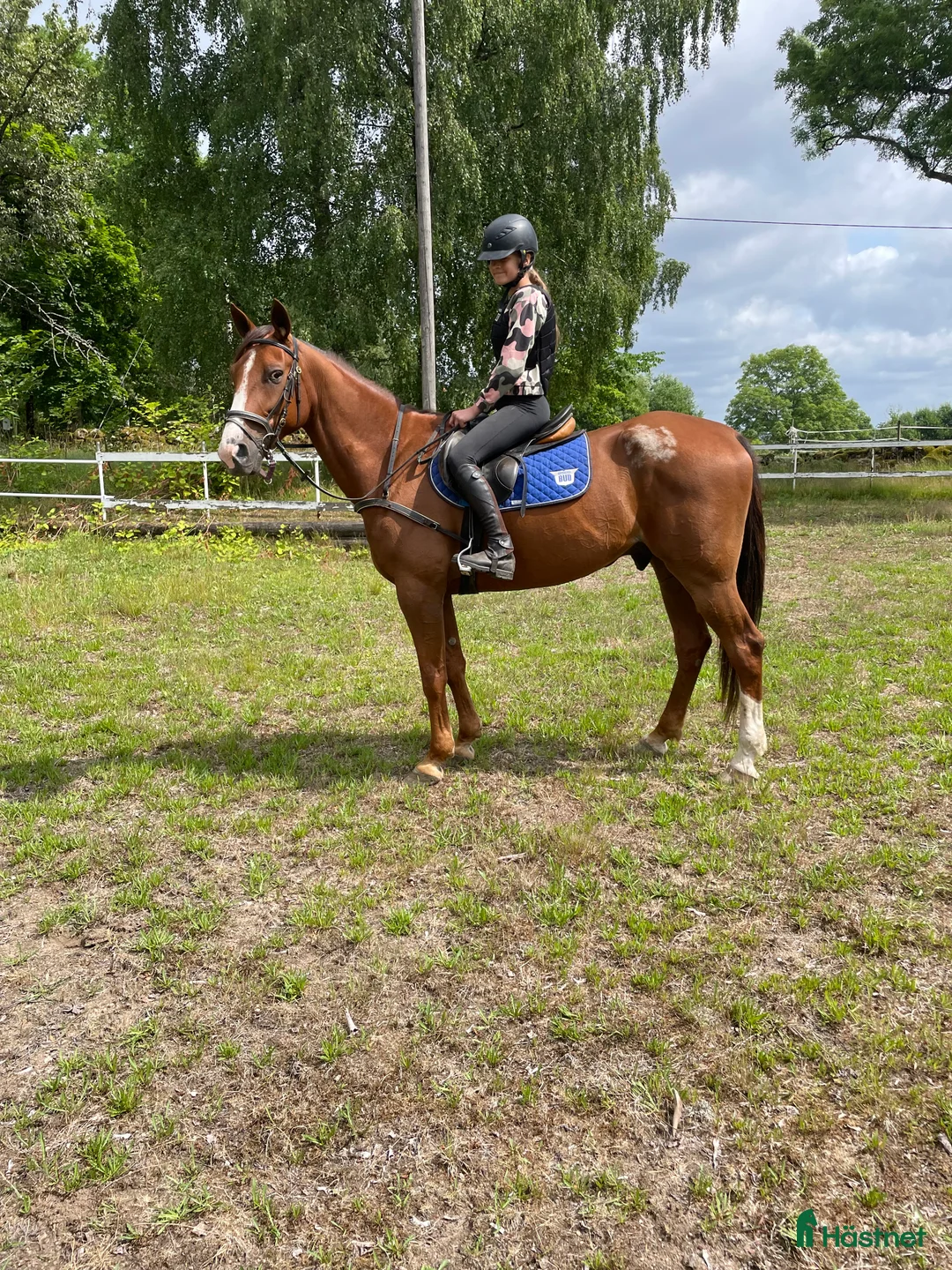 Allround hästar till salu: Snäll ridtravare i Hindås - Annons 1