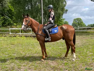 hästar Snäll ridtravare i Hindås - Annons 21