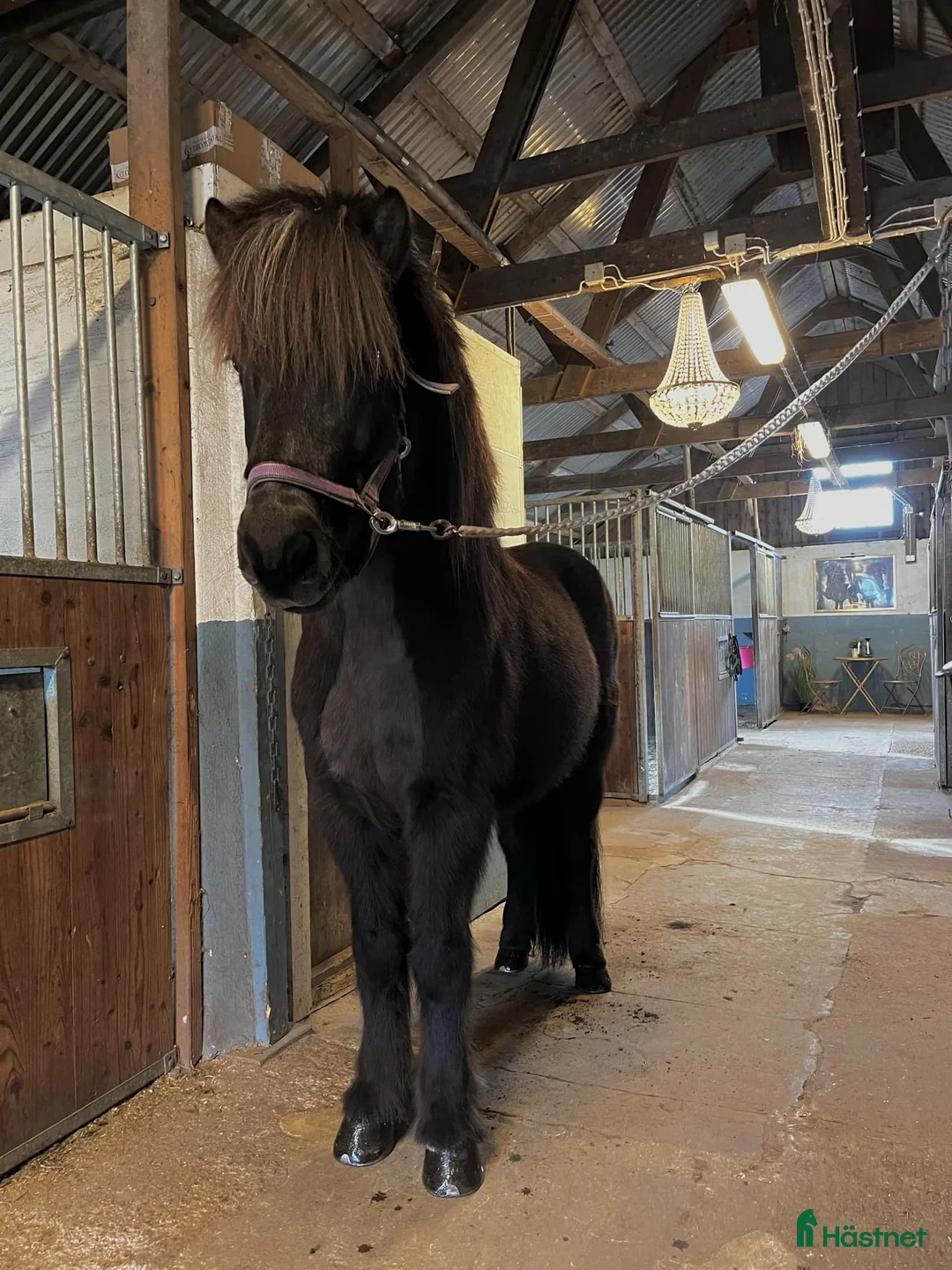  medryttarhäst finnes: Medryttare sökes -minst två dagar/vecka  - Annons 2