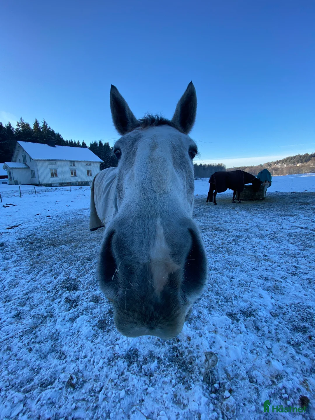  medryttarhäst finnes: Söker medryttare - Annons 2