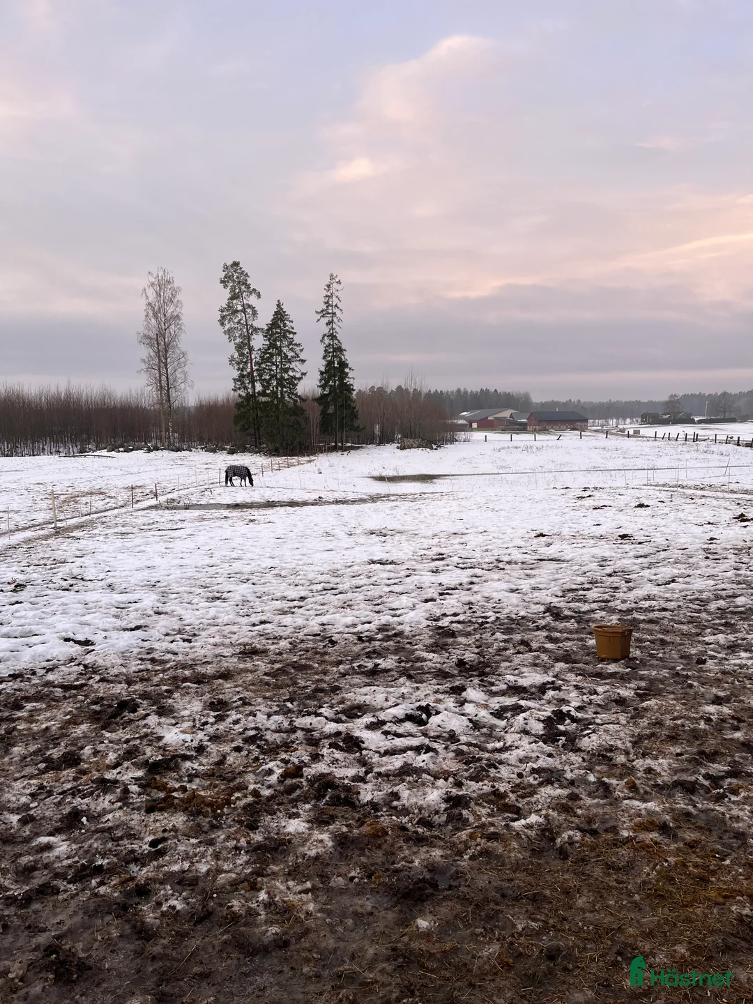 Sällskap hästar sökes: Söker sällskapshäst i Valla - Annons 2