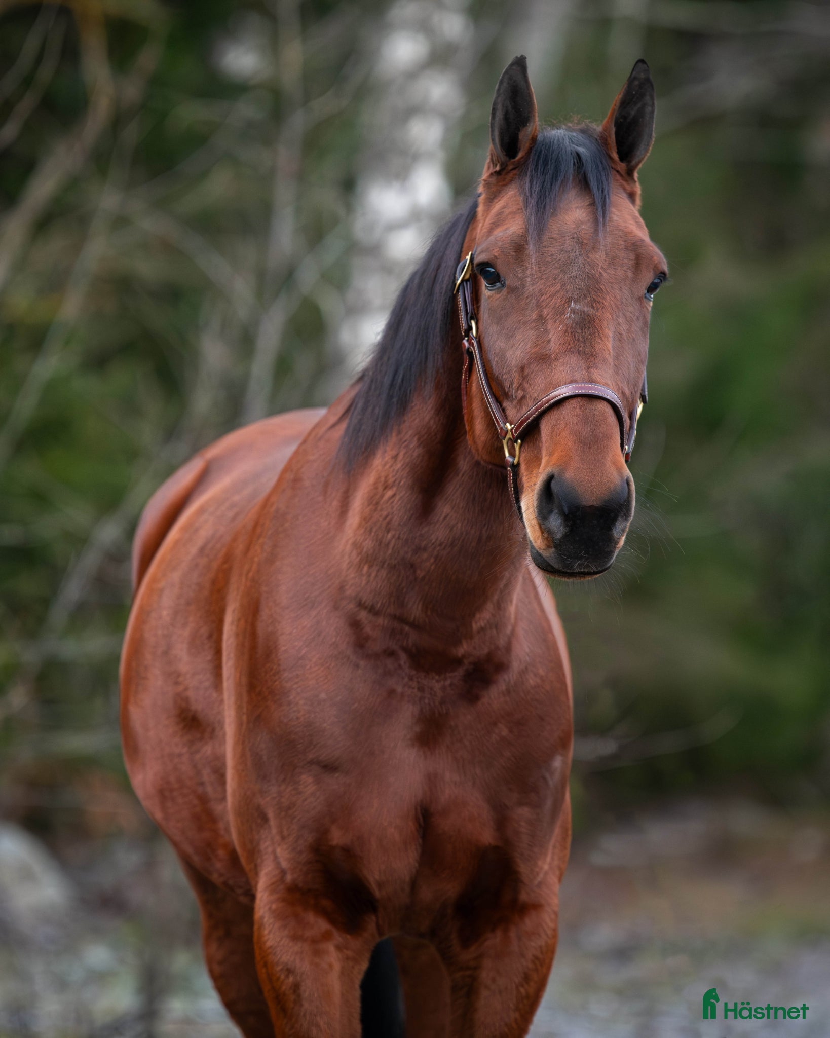  hästar Snäll valack - Annons 1
