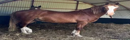 Allround hästar till salu: Mycket trevlig Welsh cob säljes! - Annons 5