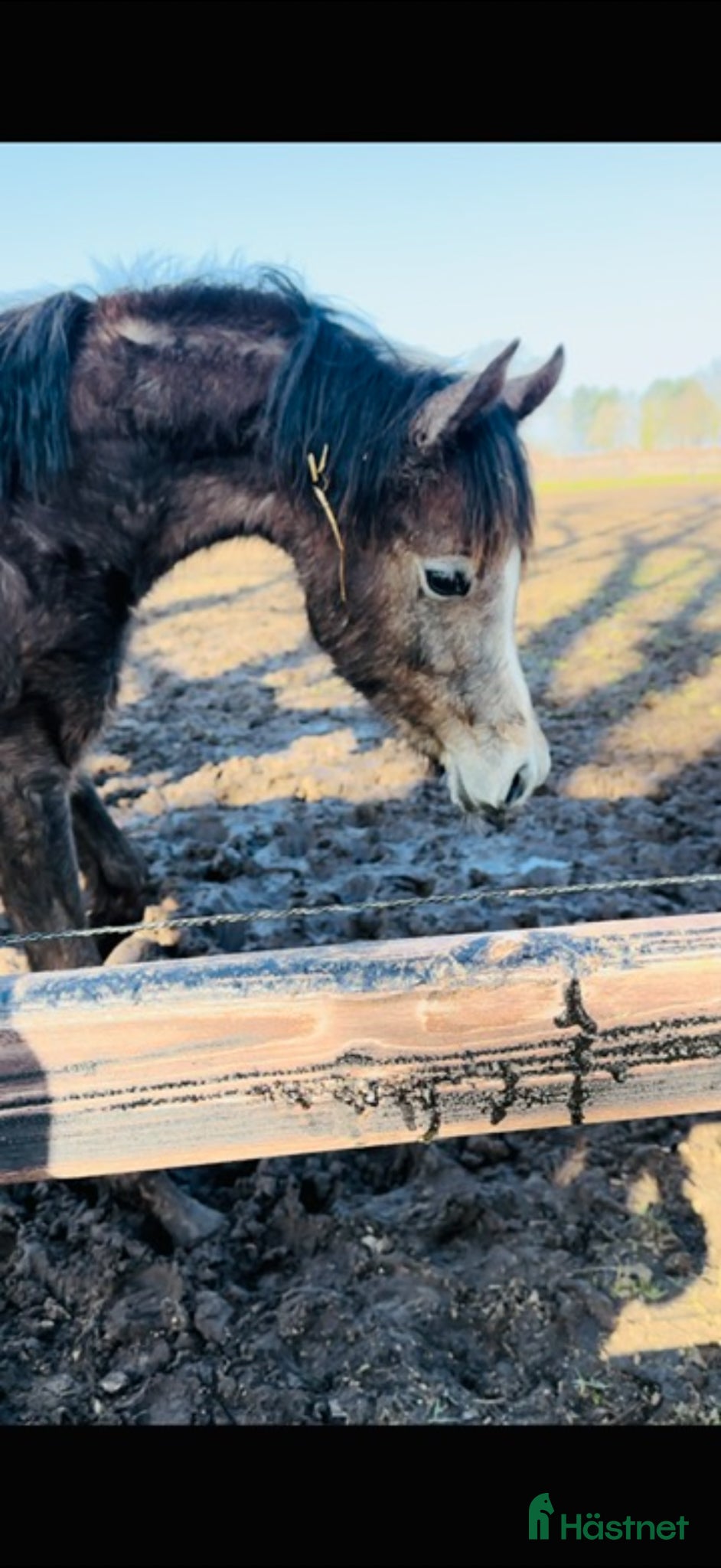 hästar Arabhingst med Topstam från känt stuteri i Belgien - Annons 2