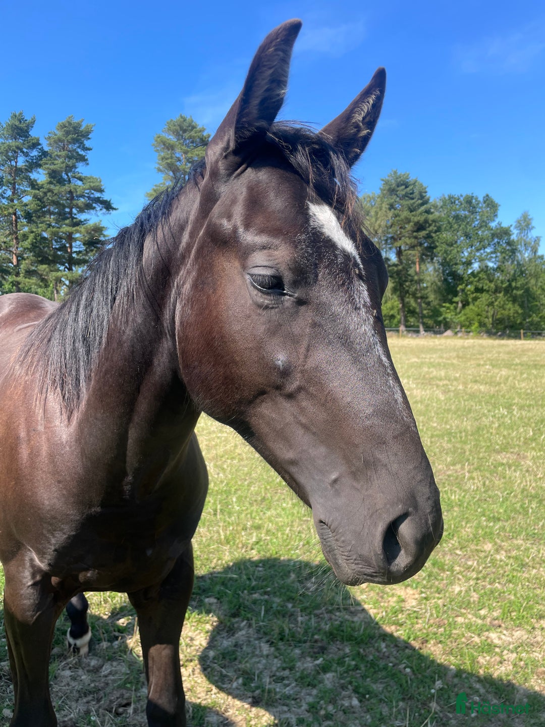 Western hästar till salu: Framtida Reining/cowhorse 💫  i Hjo - Annons 2