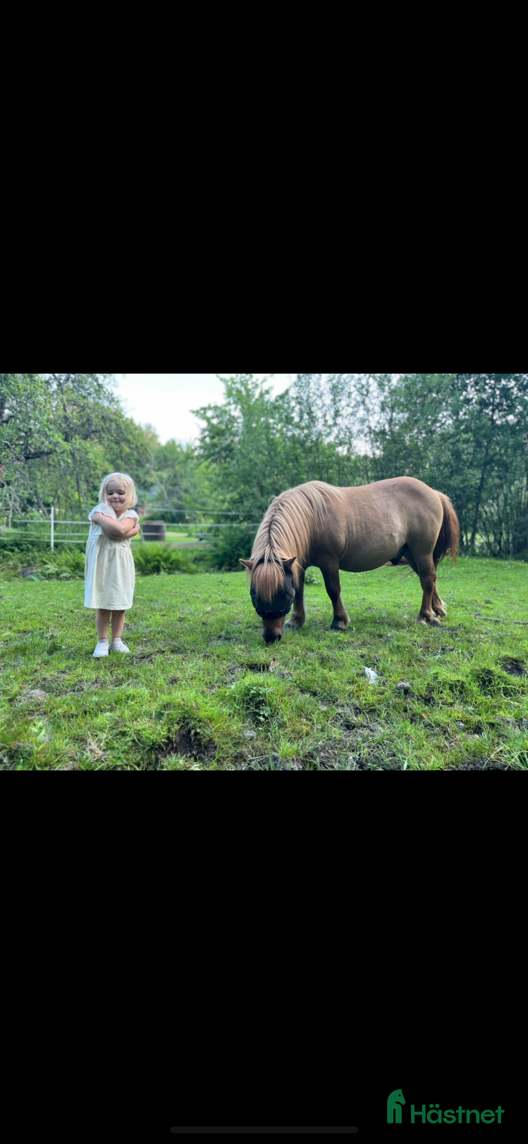 Övrigt hästar till salu: Världens mesta Isor  i Söderhamn - Annons 7
