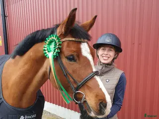 hästar Söt tjej tll lättare ridning/sällskap - Annons 16