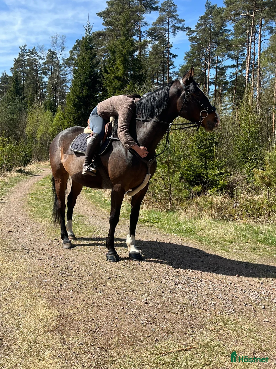 Allround hästar till salu: 5årigt sto  - Annons 2