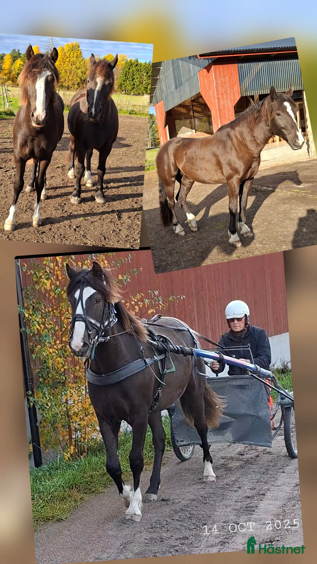 Trav hästar till salu: Super snyggt smart kallblod sto e. Ängsborken  i Säffle - Annons 3