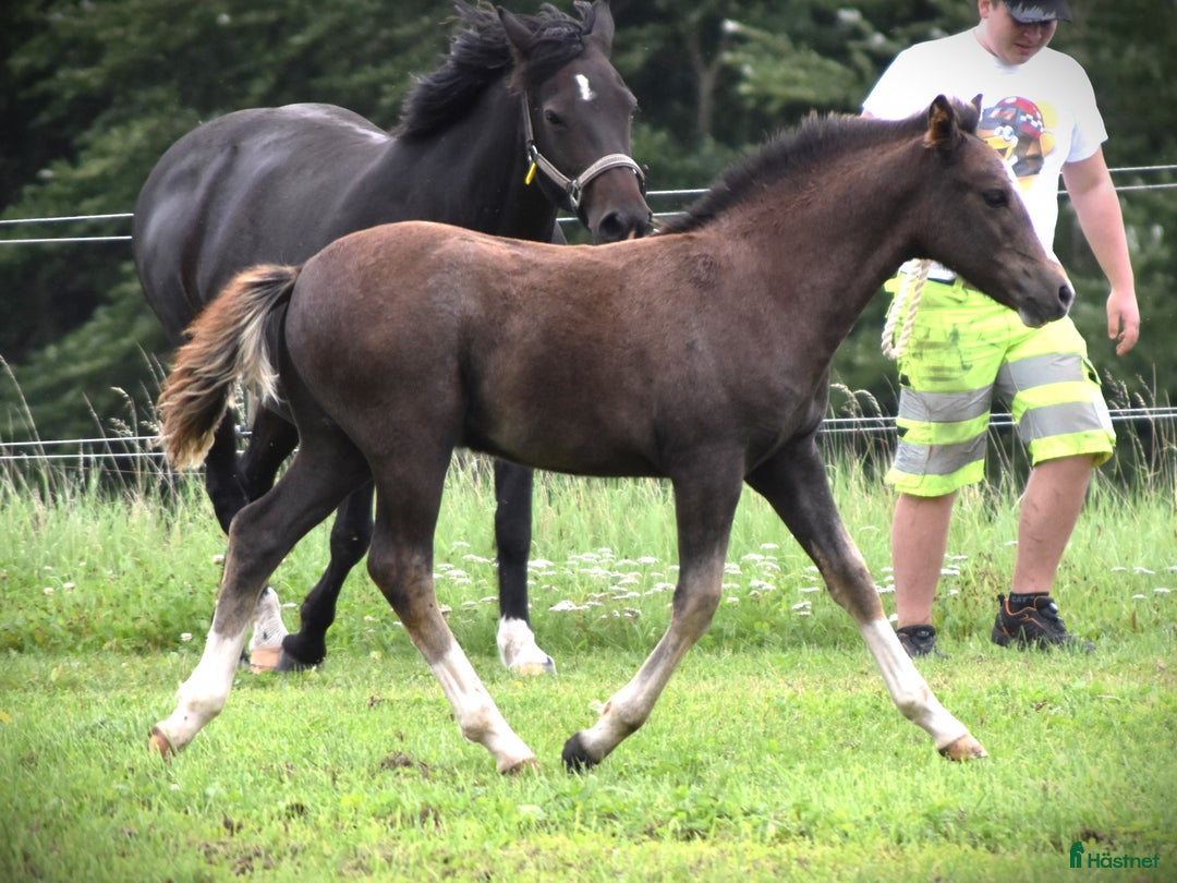 Hoppning hästar till salu: Kvalitetsponny med förärvningssäker stam, hoppning i Skivarp - Annons 11